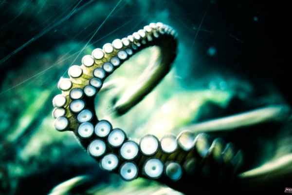 Kraken forum